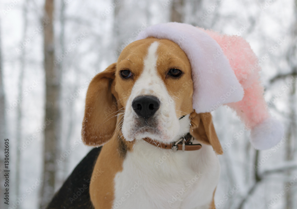 Портрет собаки породы бигль в зимнем заснеженном лесу в розом новогоднем колпаке Санта Клауса 