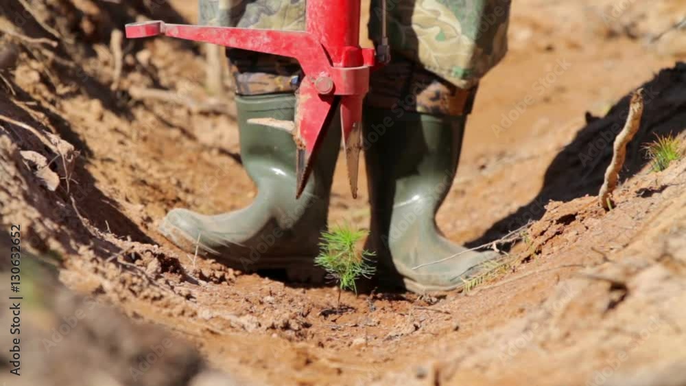 Man planting tree sprout with special equipment Man planting tree sprout with special equipment