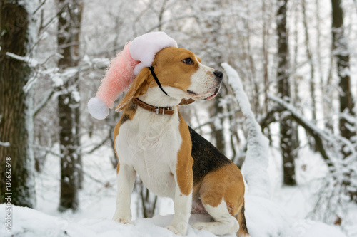 Fototapeta Naklejka Na Ścianę i Meble -  Портрет собаки породы бигль в зимнем заснеженном лесу в розом новогоднем колпаке Санта Клауса 