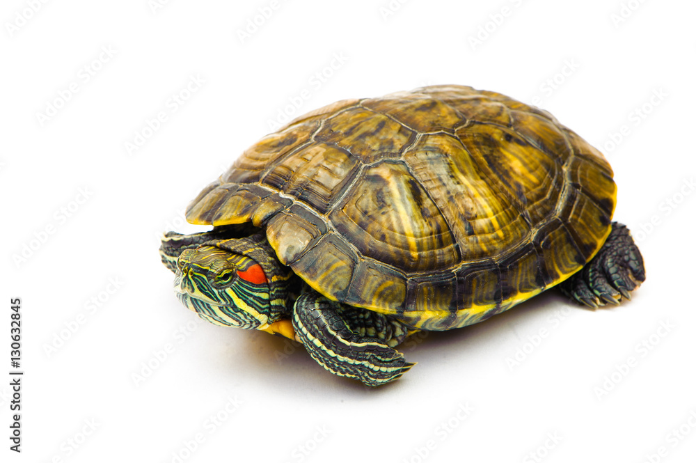 one Pond slider isolated on the white background.closeup. one Pond slider isolated on the white background.closeup.