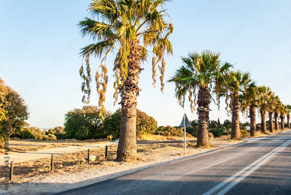 Palm trees next to the road