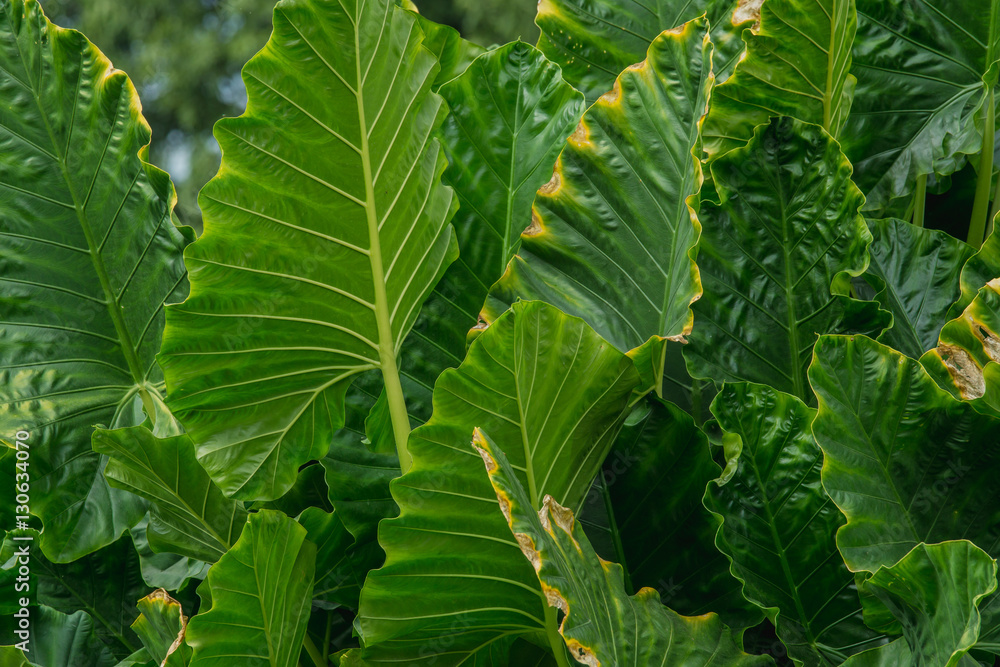 abstract background of big green Leaves. Elephant ear plant or caladium tree (Araceae) abstract background of big green Leaves. Elephant ear plant or caladium tree (Araceae)