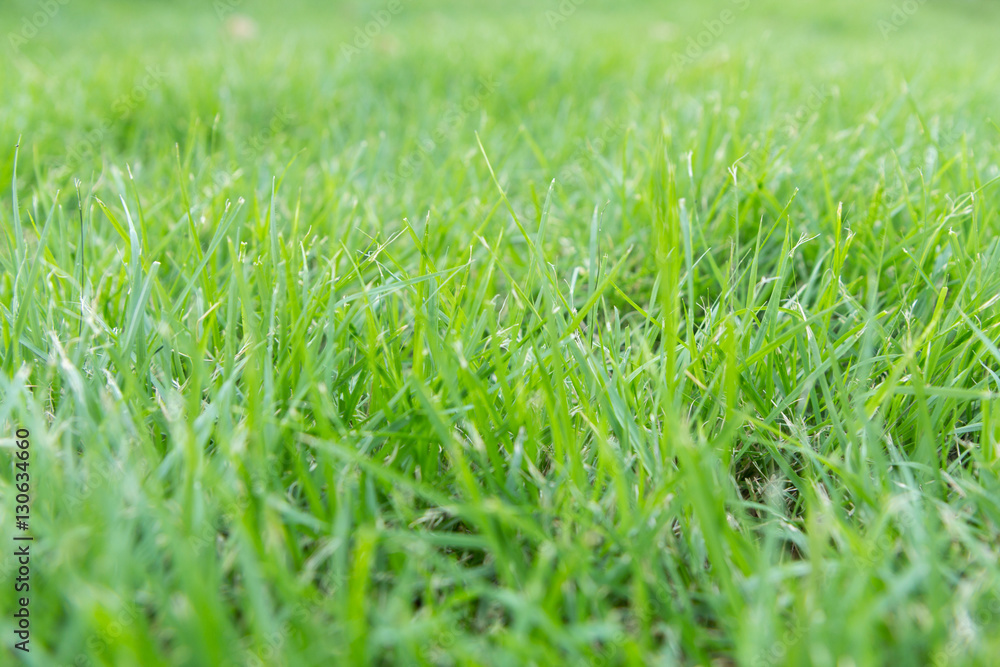 selective focus to the grass field