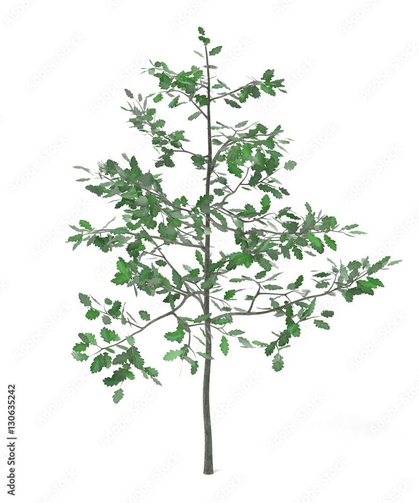 realistic 3d render of young oak realistic 3d render of young oak