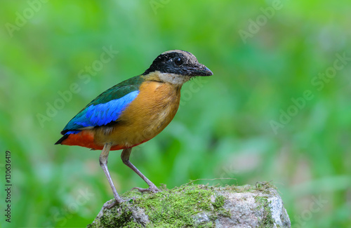 Blue-winged Pitta(Blue-winged Pitta),colorful bird standing on stone