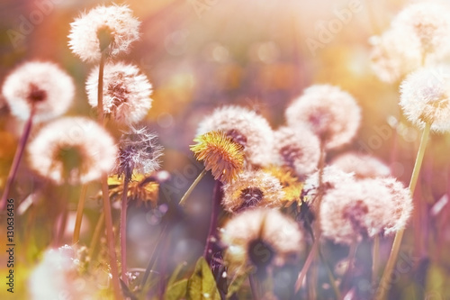 Fototapeta Naklejka Na Ścianę i Meble -  Selective focus on dandelion flower and dandelion seeds ( fluffy blow ball) in meadow lit by sun rays