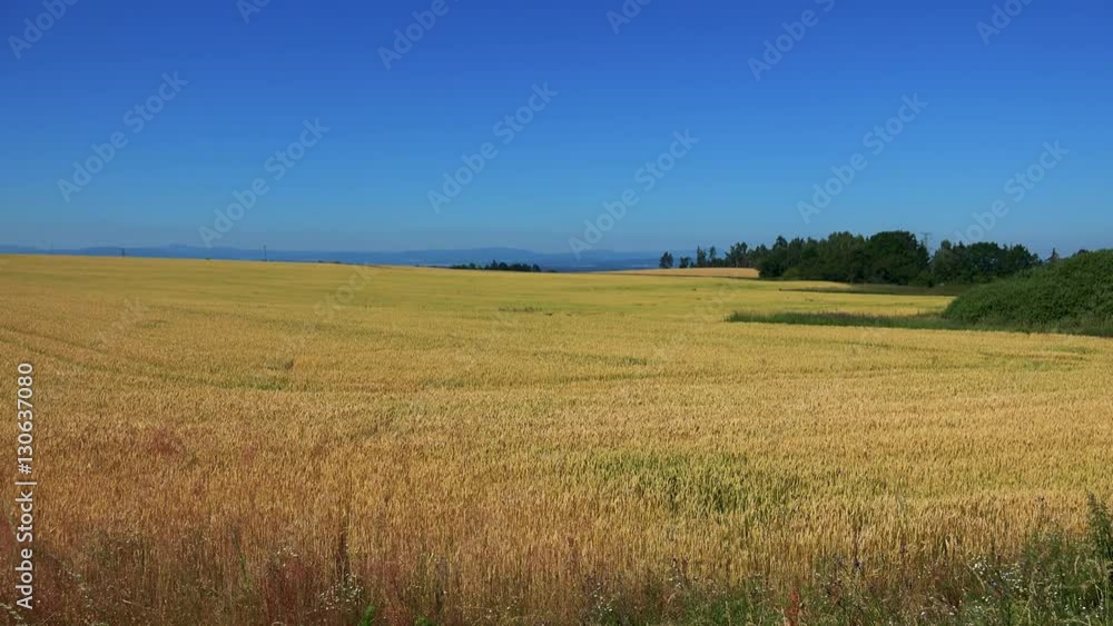 nature - field with plants (wheat) - sunny day (blue sky) nature - field with plants (wheat) - sunny day (blue sky)