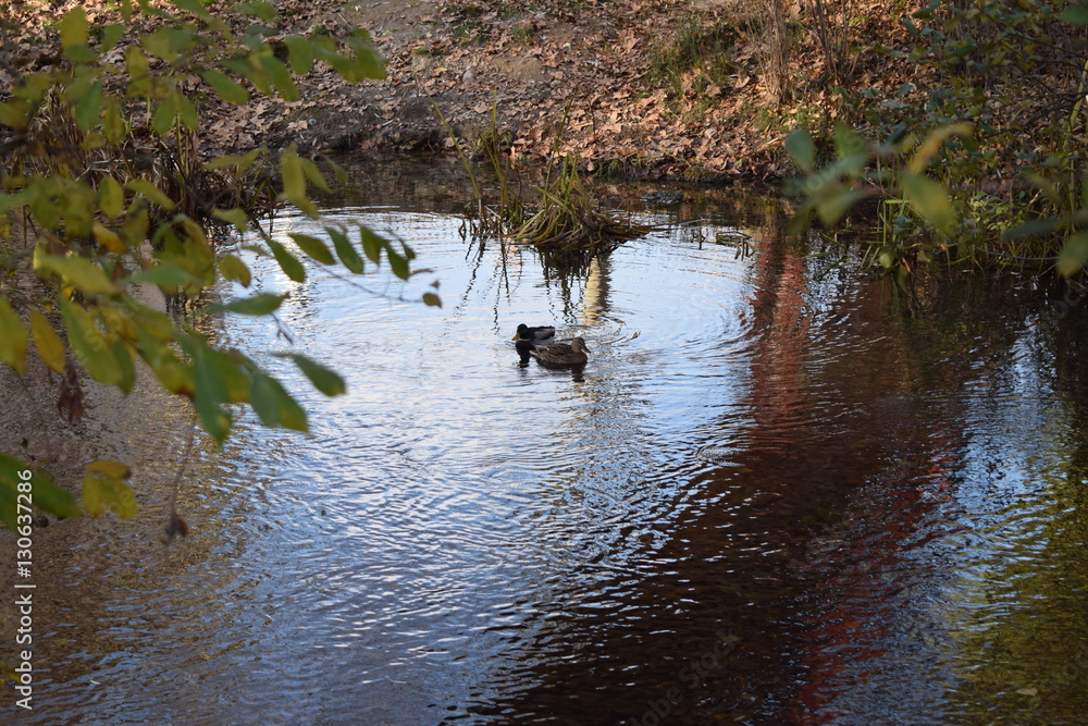 Fototapeta premium Río con patos. 