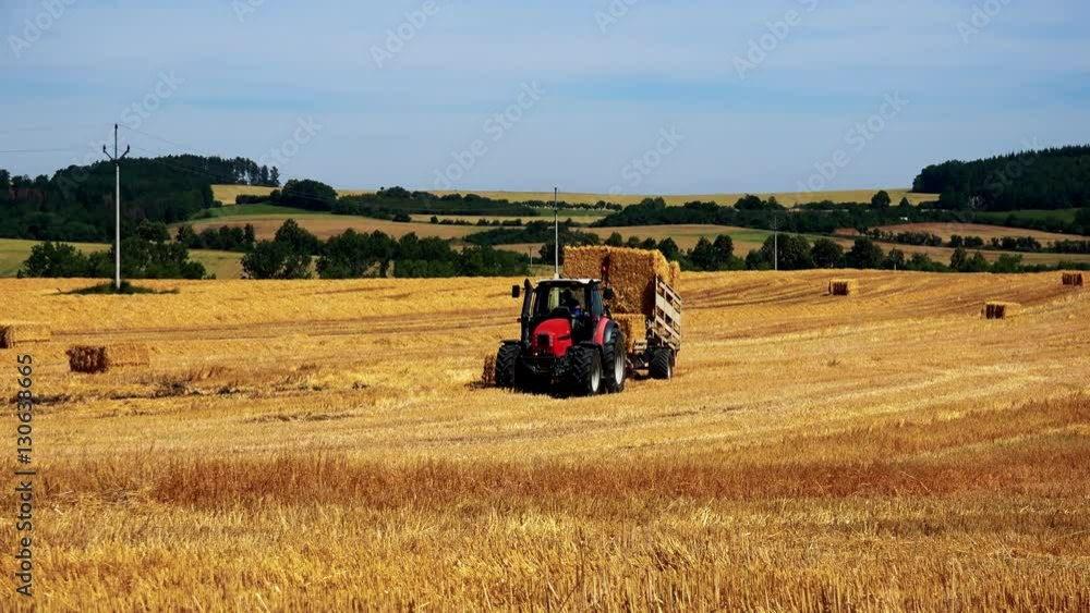 farmers harvest grain from the field (farmer loads haystacks on the tractor) farmers harvest grain from the field (farmer loads haystacks on the tractor)