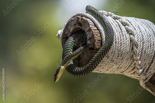 Golden flying snake in Koh Adang national park, Thailand photo