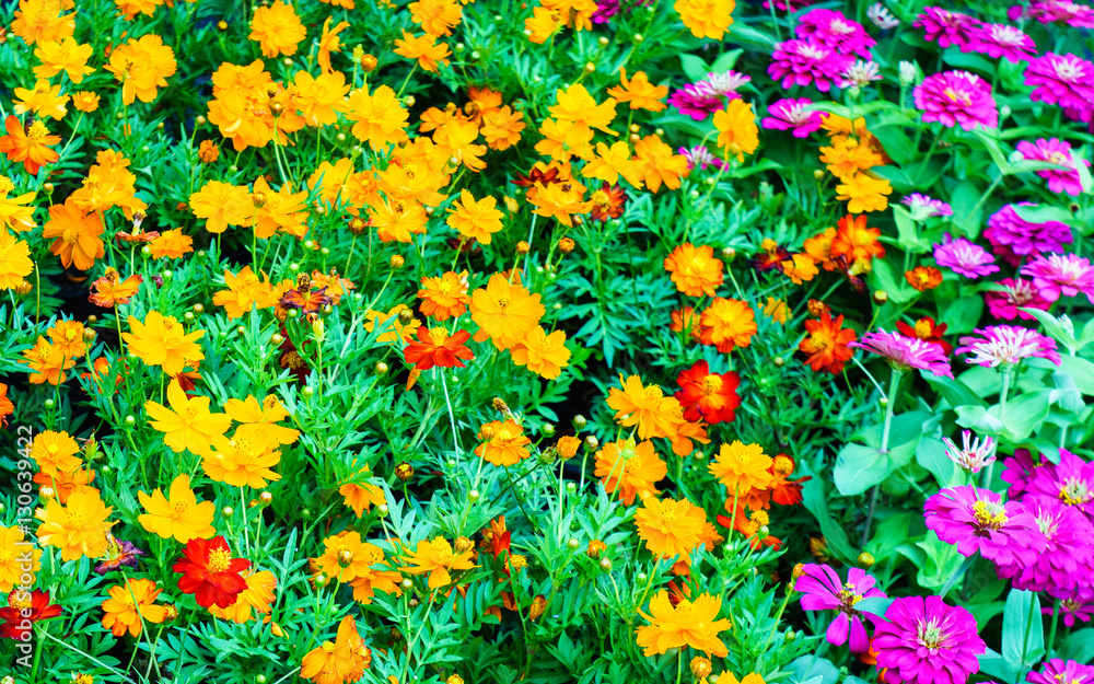 multi colored cosmos flowers background