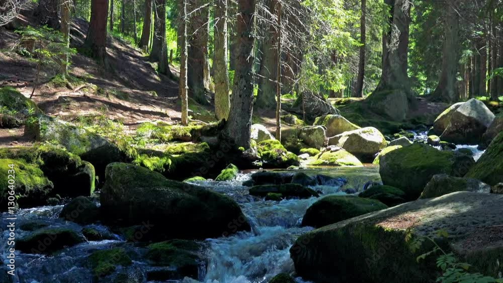 river in the forest with stones - sunny day river in the forest with stones - sunny day