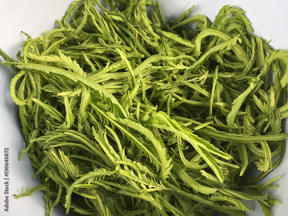 Climbing Wattle, Acacia, Cha-om on the background, ingredient of Asian food Climbing Wattle, Acacia, Cha-om on the background, ingredient of Asian food