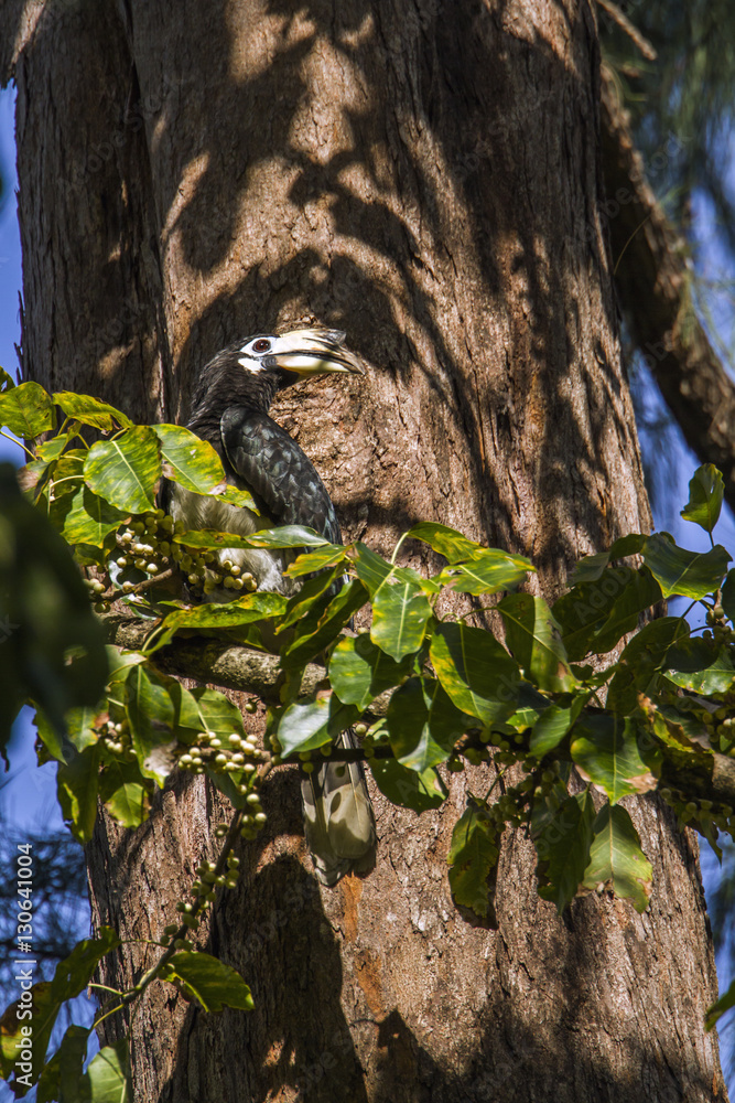 Fototapeta premium Oriental pied hornbill in Koh Adang national park, Thailand