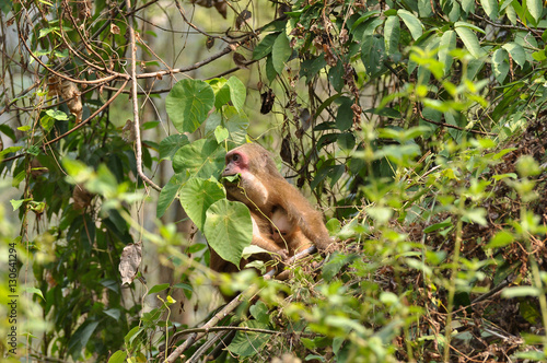 Mother monkey feeding on leaf and holding baby