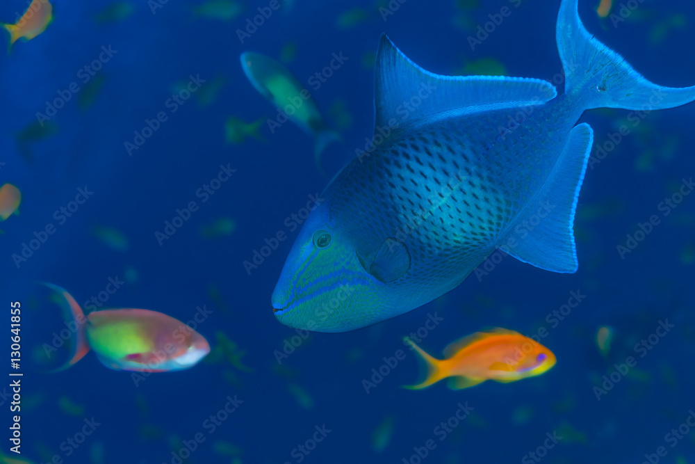Wild triggerfish underwater