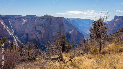 Dry trees on rock slopes. Scenic view of the canyon. Zion National Park, Utah, USA