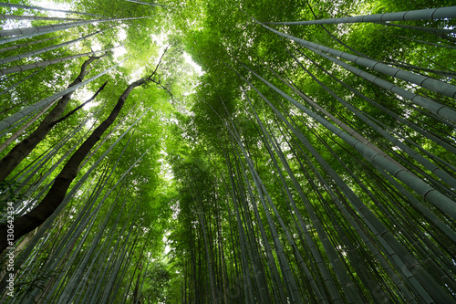 Bamboo forest at Arashiyama, Kyoto