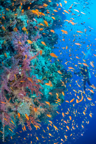 Coral reef photographer