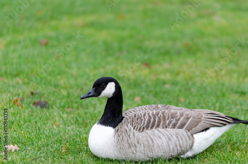 one lonely canada goose lay on the graas
