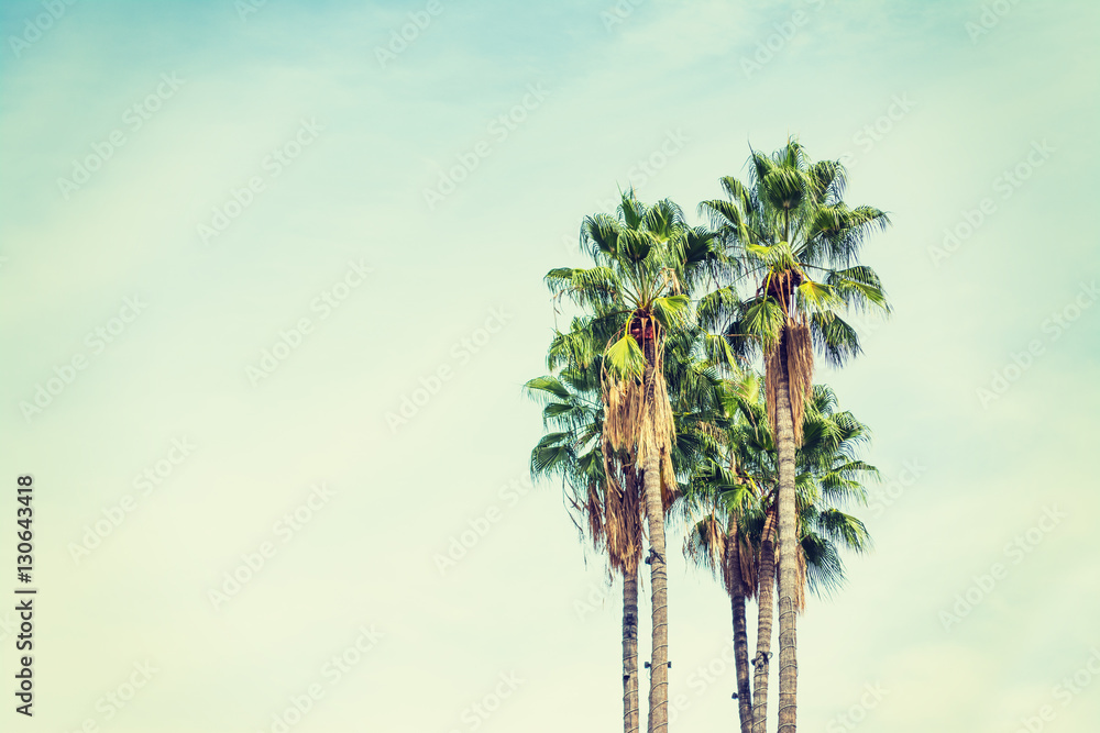 Obraz premium palm trees in Los Angeles in vintage tone