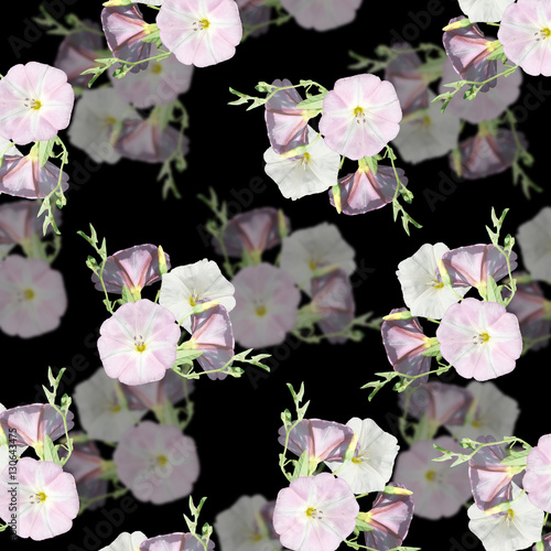 Beautiful floral background of white and pink bindweed 