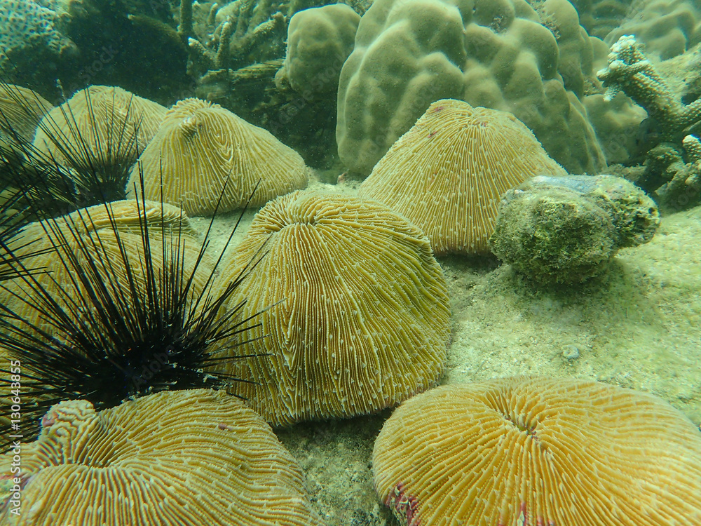Obraz premium Group of mushroom coral on the substrate