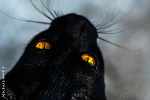 Black cat with bright yellow eyes © peefay