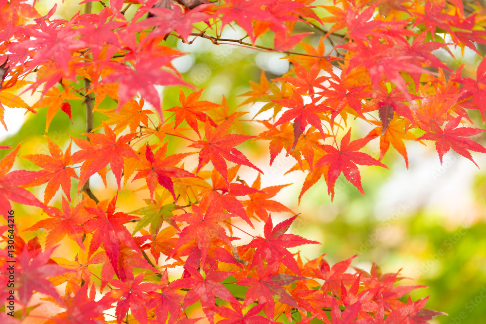 Japanese maple Japanese maple