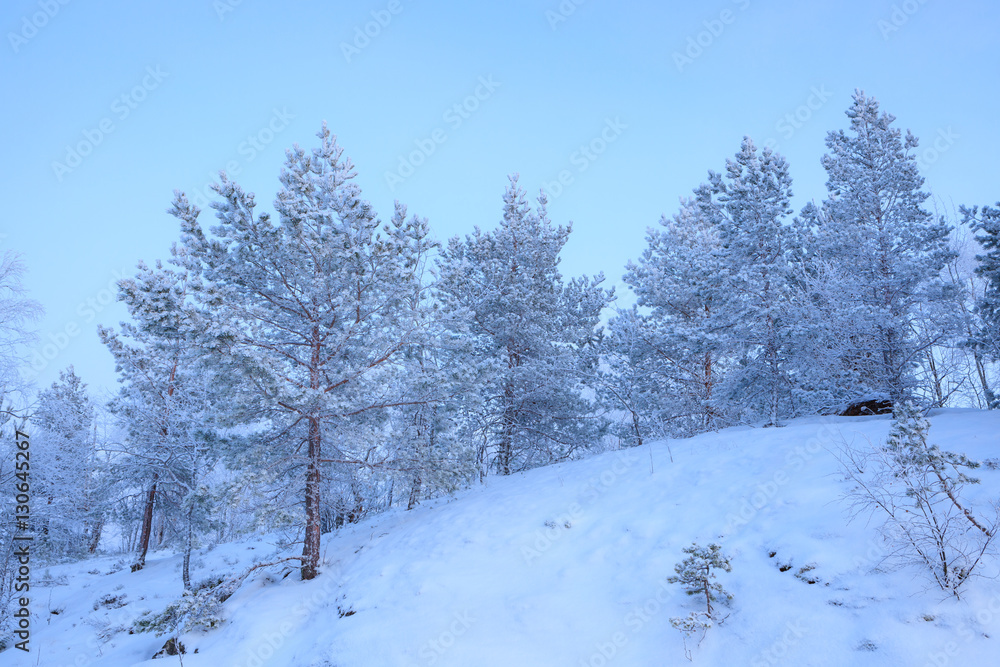Frozen pine trees at winter evening Frozen pine trees at winter evening