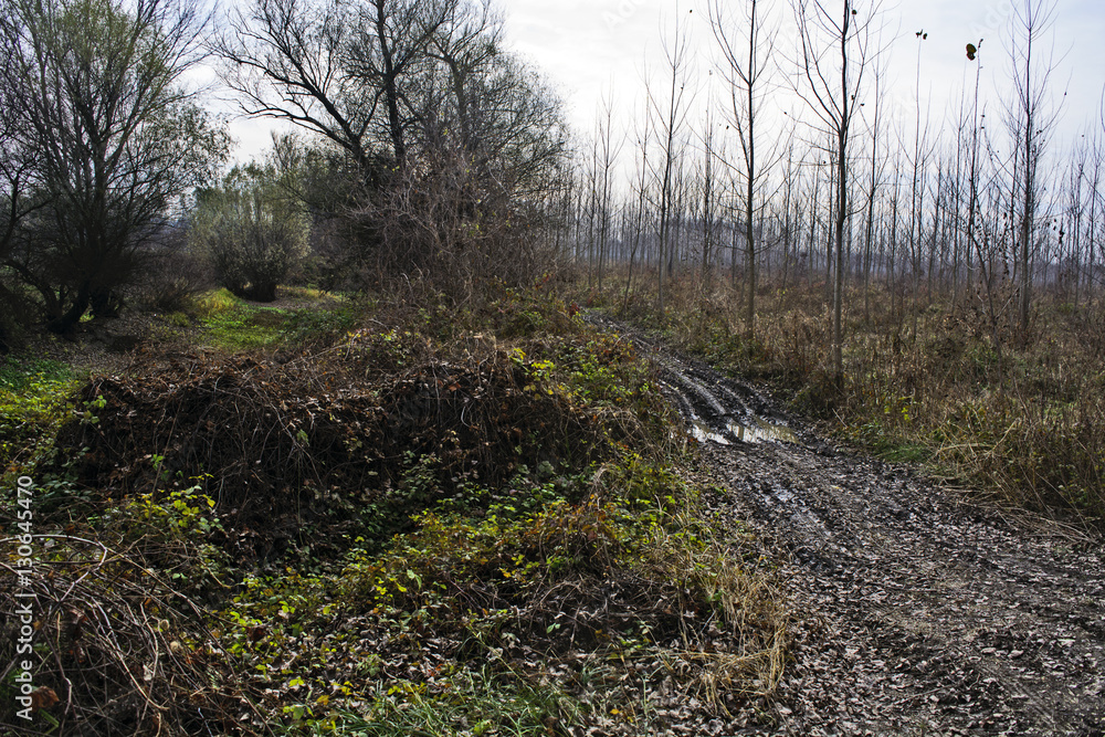 The path through the woods