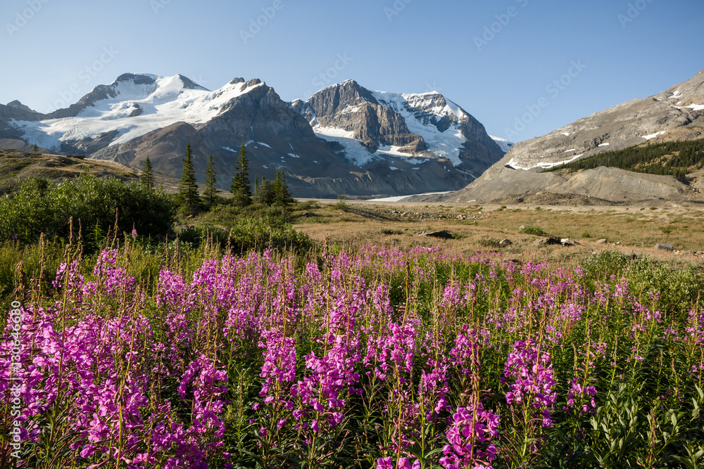 Mount Athabasca from Icefields Parkway, Jasper Nat'l Park, Alber