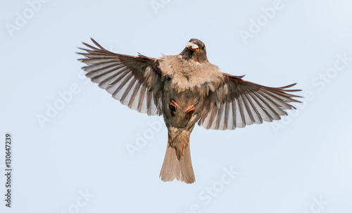 House sparrow flying to the nest with food	 photo