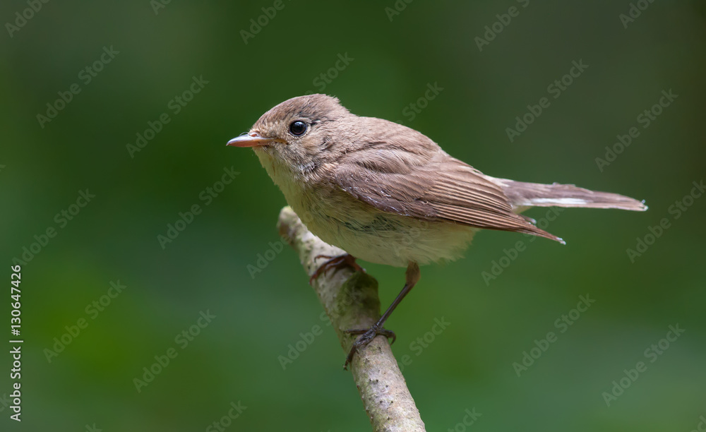 Red-breasted flycatcher elegant posing