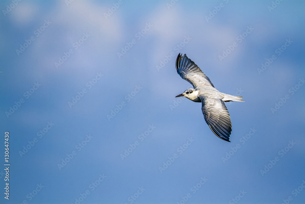 Whiskered Tern in Ban Thale Noi, nature reserve, Thailand Whiskered Tern in Ban Thale Noi, nature reserve, Thailand