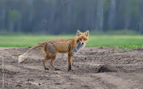 Quadro em tela Red fox suffering from mange disease