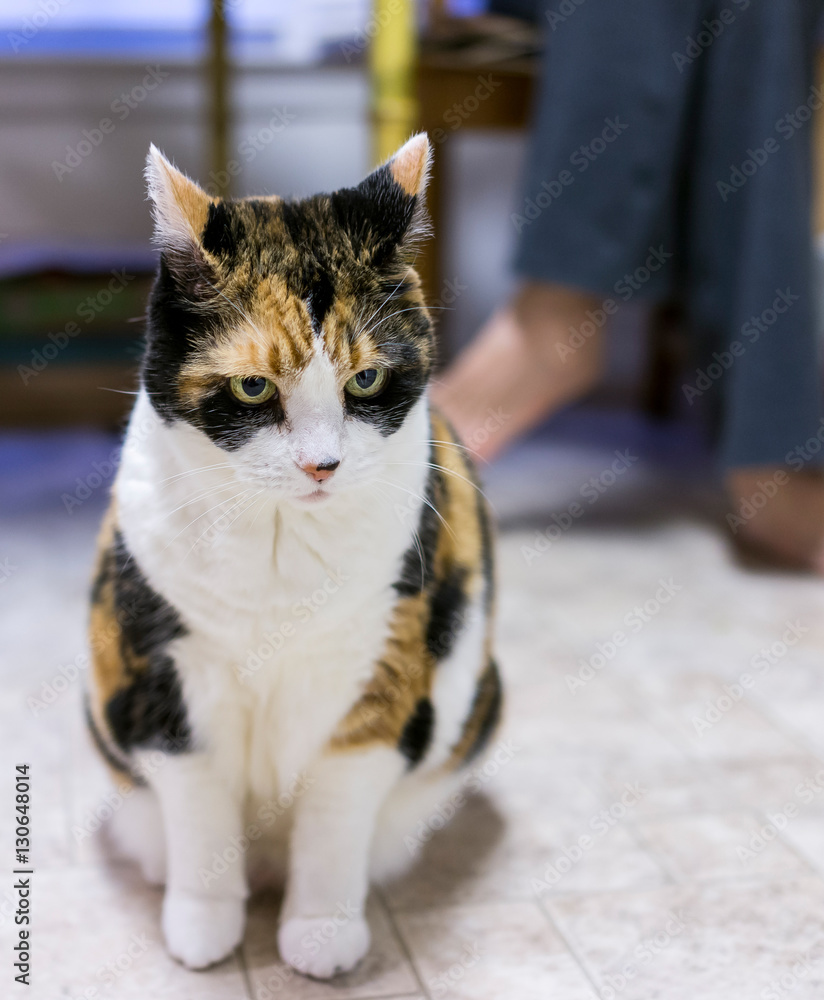 Angry calico cat sitting in front of owner with ears back Angry calico cat sitting in front of owner with ears back