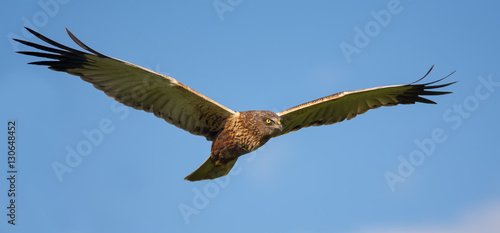 Фотография Western Marsh harrier in flight