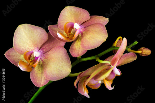 Multicolor orchid