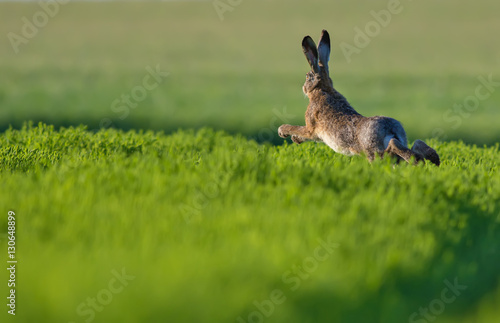 Photography European hare leaping across
