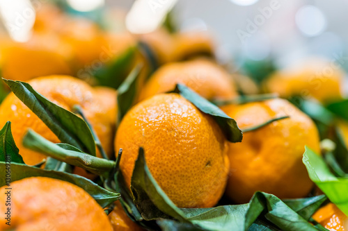 Closeup of orange satsuma mandarins with green leaves