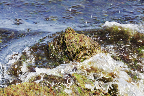 Rotting seaweed on the beach of the Baltic Sea