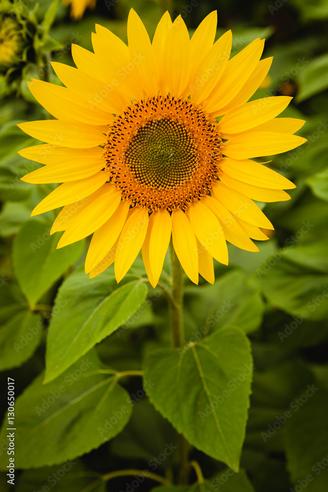 Pretty yellow sunflowers Pretty yellow sunflowers