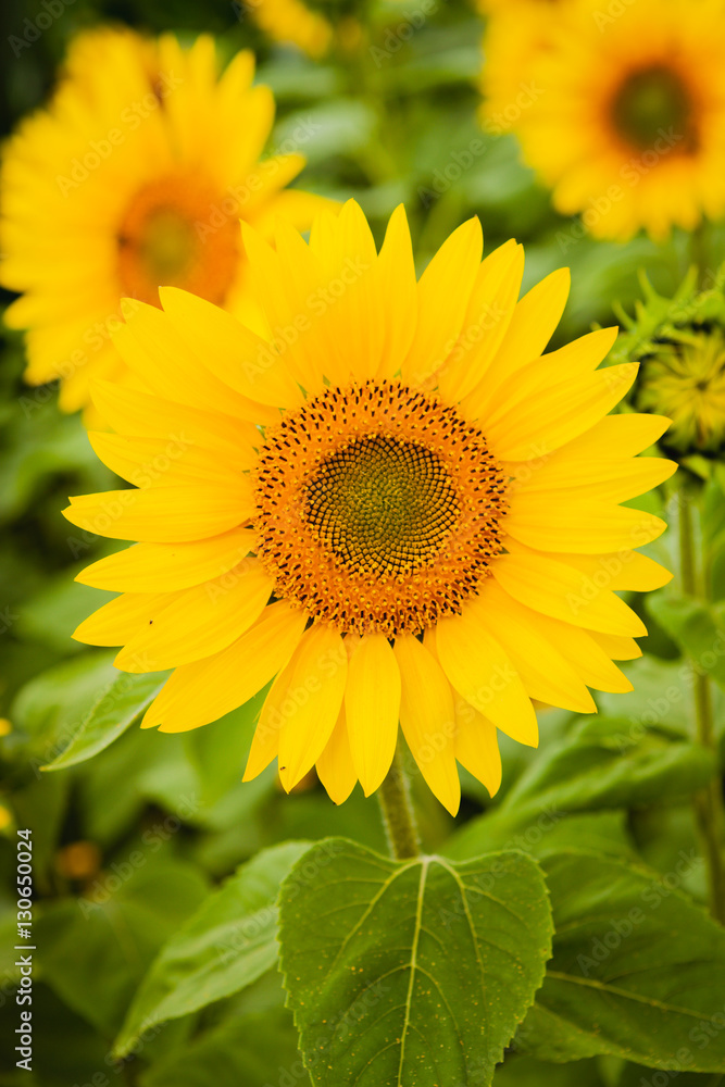 Pretty yellow sunflowers Pretty yellow sunflowers