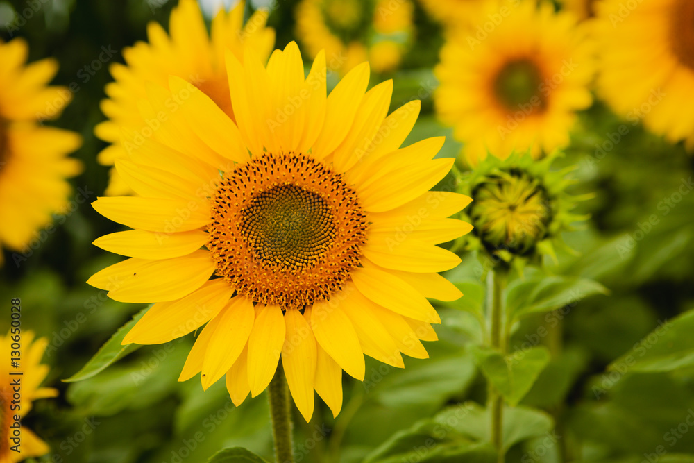 Fototapeta premium Pretty yellow sunflowers
