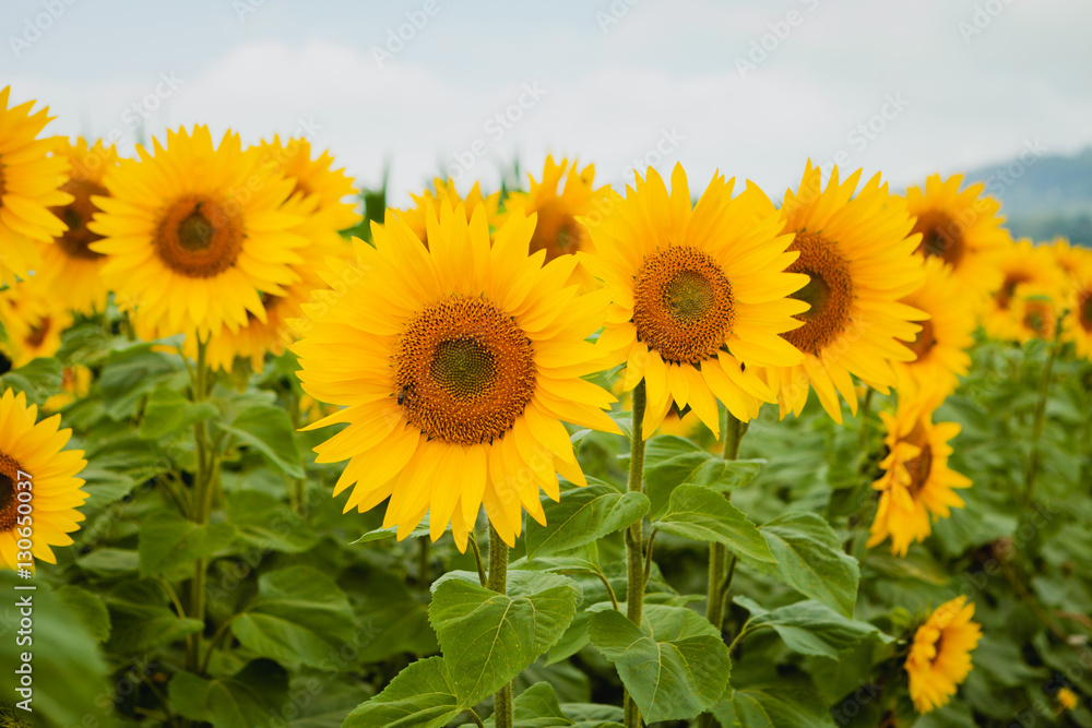 Fototapeta premium Pretty yellow sunflowers