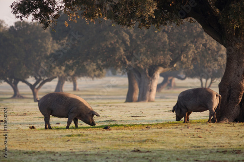 Iberian pigs grazing in the landscape photo