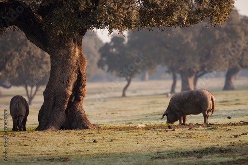 Iberian pigs grazing in the landscape photo