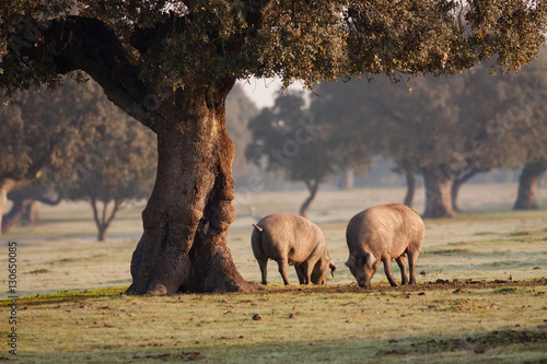 Obraz w ramie Iberian pigs grazing in the landscape