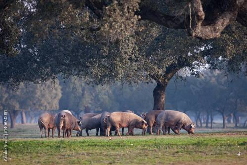 Принти на полотні Iberian pigs grazing in the landscape